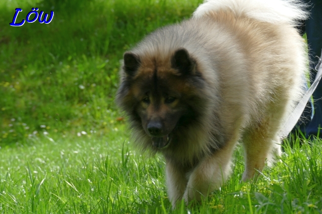 21.4.2025 - Wiesenwalk